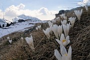 90 Crocus prmaverili